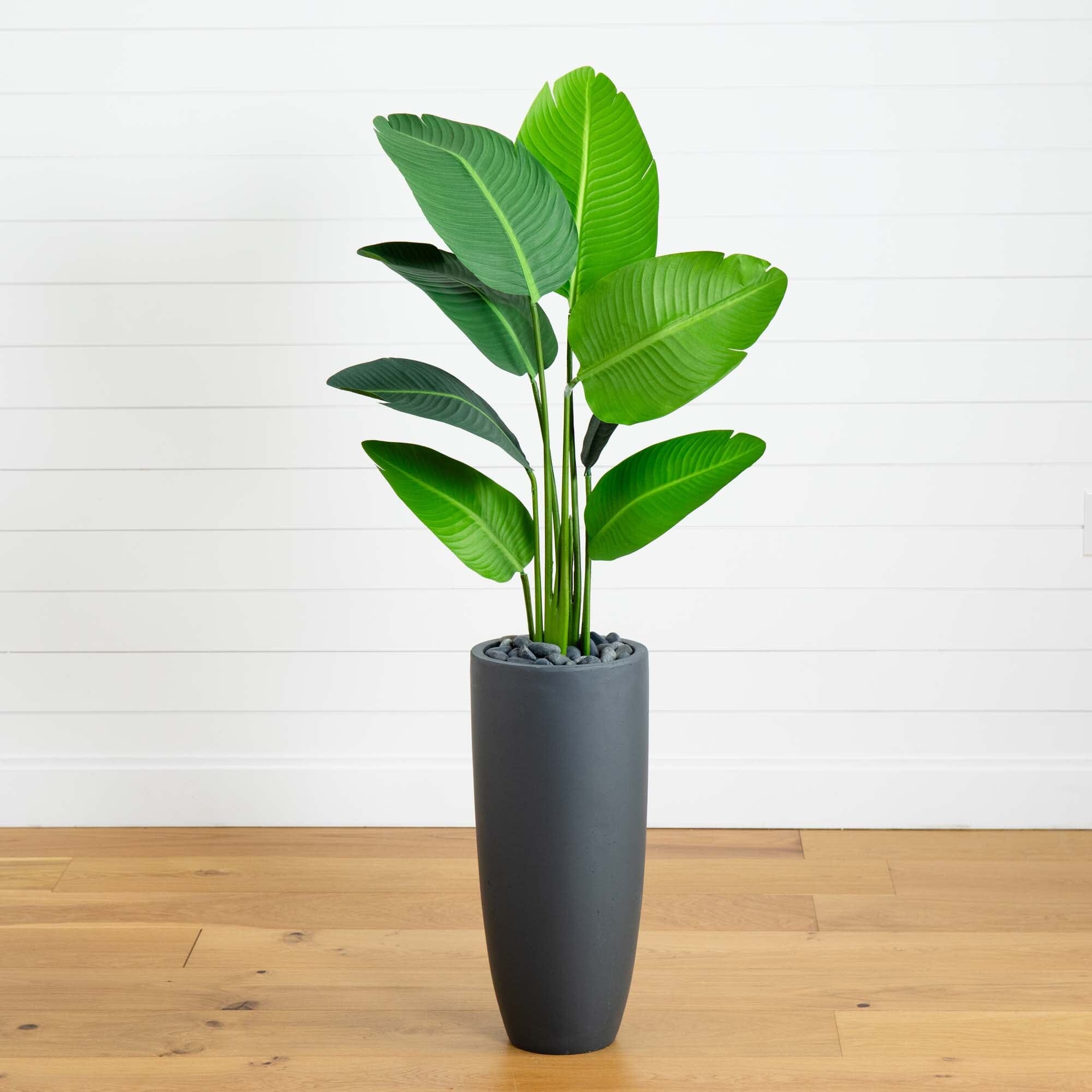 5.5’ Traveler’s Palm Artificial Tree in Gray Planter